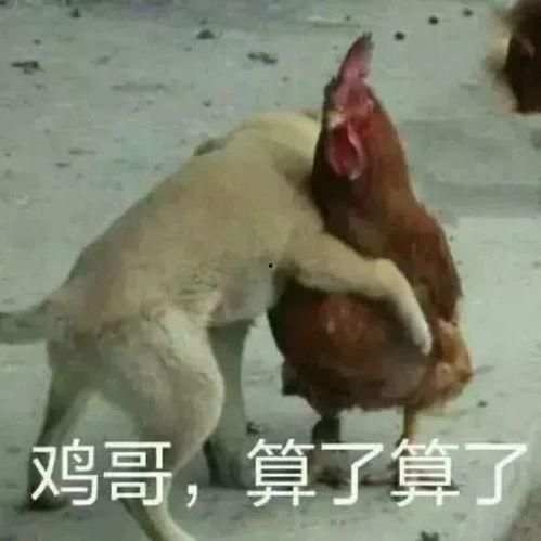 飞哥爆料整只鸡视频播放,整只鸡视频播放背后的惊人真相 第2张 飞哥爆料整只鸡视频播放,整只鸡视频播放背后的惊人真相 第2张